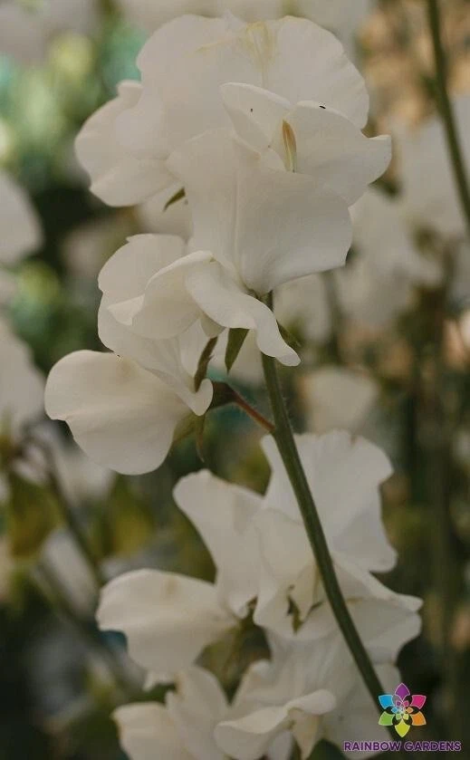 50 Solstice White Sweet Pea Seeds Planting Fresh Seeds - $9.86