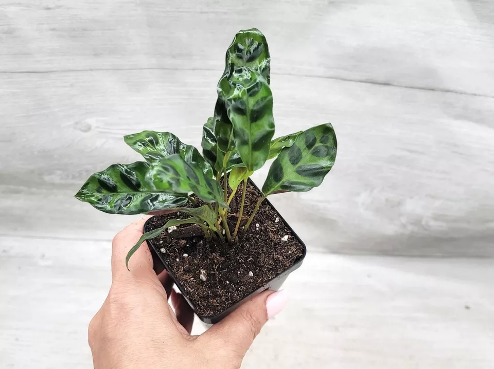 Calathea lancifolia ,Rattlesnake Plant, Prayer Plant,Calathea Live in 3&quot;... - $22.99