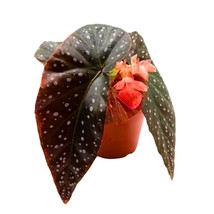 Harmony&#39;s Fireball Angel Wing Hybrid Cane Begonia in a 4 inch Pot Orange Flower - £26.06 GBP