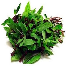 Thai Basil Herb Seeds Fresh USA Shipping - $7.98