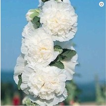 VP Charles White Hollyhock Perennial Flowers Flower 25 Seeds - £6.12 GBP