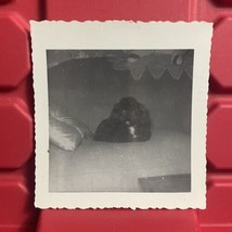 Black Poodle Laying On The Couch 3 3/8 x 3 5/8 Photograph B Pre Owned Vtg 1960s - £6.72 GBP