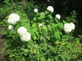 Live Plants HYDRANGEA &#39;ANNABELLE&#39;, Outdoor Plant Houseplant Flower Plant - $22.95
