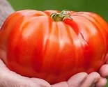 10 Beefsteak Tomato Seeds Organic Heirloom Non Gmo Fresh Fast Shipping - $8.99