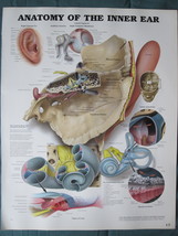 Anatomical Chart 11&quot; x 14&quot; Bookplate Print - Anatomy of the Inner Ear - £3.98 GBP