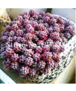 SL 200 Pcs/Bag Sedum Dasyphyllum Bonsai Succulents Plants Bonsai Flower ... - $3.02