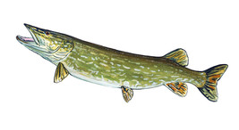 Pike Fish High Quality Art Decal Car Truck Boat Cooler Tacklebox Cup Kay... - $9.69 CAD+