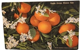 Vintage Florida Postcard Orange Trees - £2.61 GBP