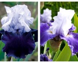 50 Seeds Over Alaska Iris Germanica Garden - £27.47 GBP