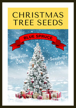 Seeds Grow Your Own CHRISTMAS Colorado Blue Spruce Picea Pungens Gift Seed Packe - £21.10 GBP