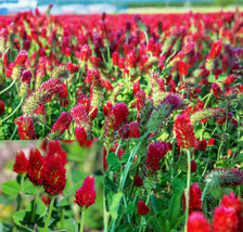 Organic Red Crimson Clover Usda Organic 2000 Bulk Seeds - £4.78 GBP