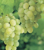 (1) 8-12” Live Plant Vitis vinifera ~ THOMPSON Seedless Green Grape Vine - £46.91 GBP