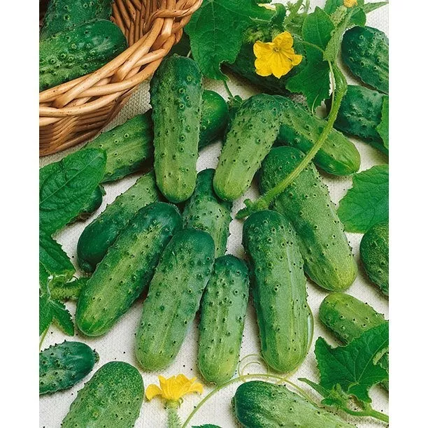 25 Seeds Maine Cucumbers Northern Cucks 52 Day Harvest Vegetable - $9.77