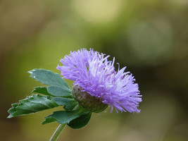 500 Centratherum Anthelminticum Seeds, Vernonia anthelmintica Seed , Kal... - $4.00
