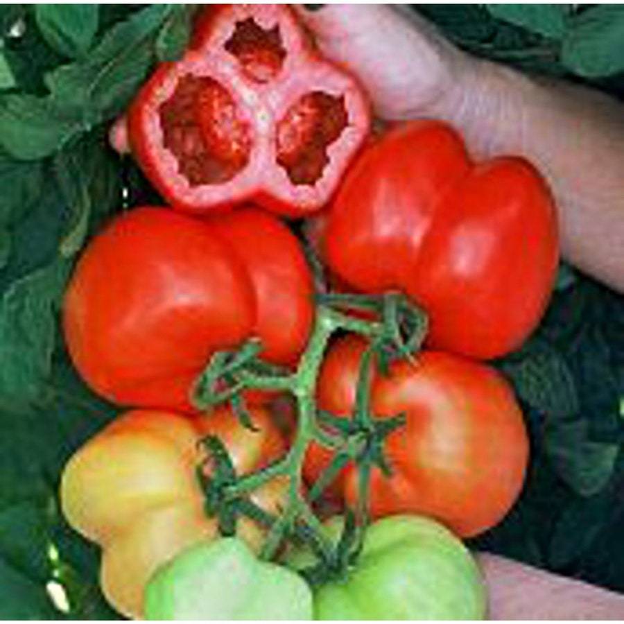 Burgess Stuffing Tomato Seeds Fresh Gardening USA SELLER - $8.59