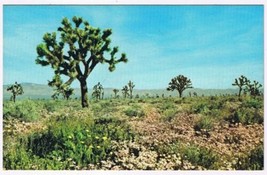 Postcard Springtime In The Mojave Desert California - £3.13 GBP