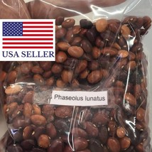 Phaseolus Lunatus Seeds Lima Bean Butter Bean Madagascar Bean 10 Seeds Garden Fa - $19.94