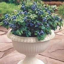 Bloomys 25 Dwarf Bonsai Blueberry Seeds Organic Mini Fruit Planter Bush Tree US  - £7.68 GBP