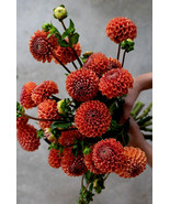 FMG Dahlia Pompon Copper Boy Flower Ball Dahlias 1 Large Tubers Bulbs Pl... - $24.96 CAD