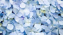 75 Seeds Packet Hydrangea Seeds - Fragrant Style 2 - $11.98