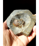 1.5 inch Rare Trilobite Thysanopeltis trilobite Devonian Fossil From Morocco - €113,56 EUR