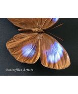 Iridescent Blue Jungle Glory Thaumantis Diores Butterfly Entomology Shad... - $1,355.63 MXN
