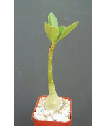 Semilir 2&quot;&quot; Pot Adenium ObesumRare Caudex Collection Exotic Bonsai Deser... - $788.79 MXN