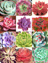 USA Store 100 Seeds Store Color Echeveria Mix Exotic Succulent Hen &amp; Chicks Flow - $25.45