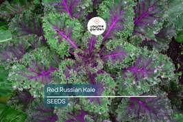Red Russian Kale Seeds | Non-GMO | Purple Stems, Tender Leaves | Cold To... - $4.99