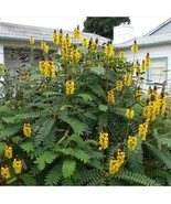 Popcorn Cassia Senna Didymotbotrya Plant Small Rooted Starter Plant Really Smell - $44.98