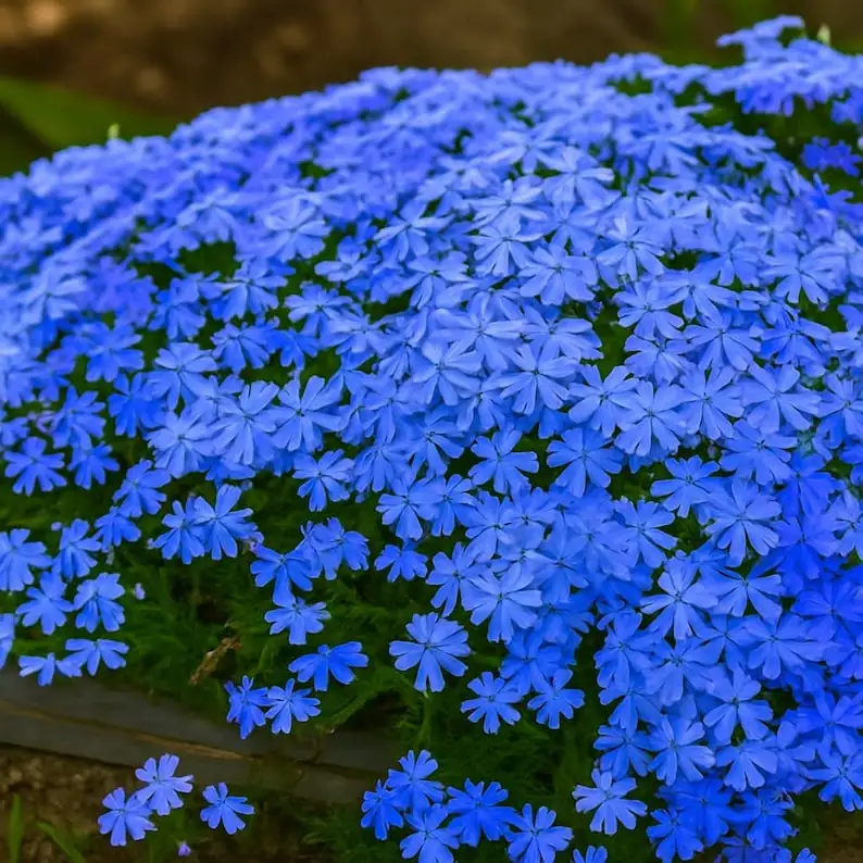 100 Blue Emerald Creeping Phlox Seeds, Perennial Pollinator Plant