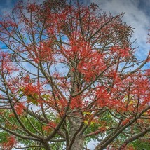 US Seller Australian Flame Tree Seeds Brachychiton Acerifolius Packet Of 5 Seeds - £13.47 GBP