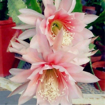 Pieces Garden Balcony Beautiful Potted Plant seeds - $6.00