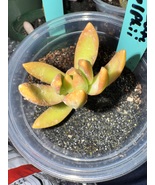Sedum Adolphii succulent start one per order - $6.19 CAD