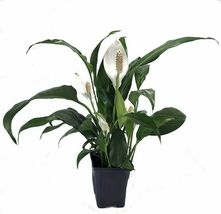 4&quot; Pot Spathyphyllium Zen Peace Lily Live Plant Great Houseplant Indoor Garden - $56.99