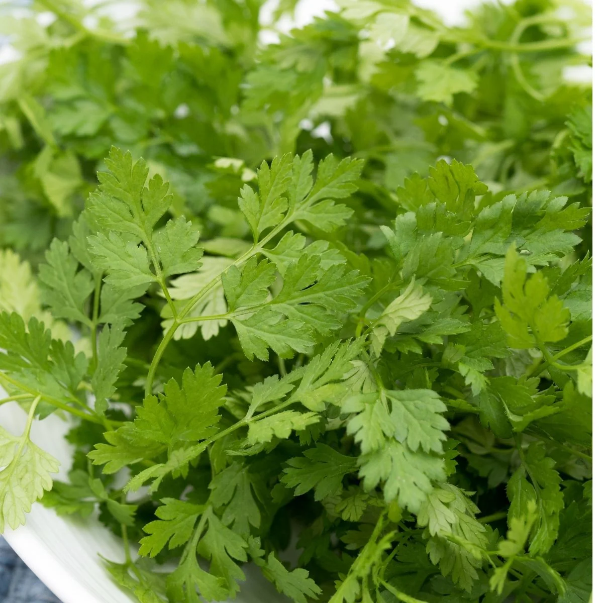 1000 Non-GMO Heirloom Chervil Seeds (Anthriscus cerefolium) for Culinary... - $5.94