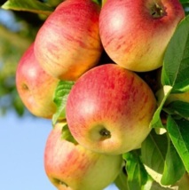 25 Honeycrisp Apple Tree Seeds Fresh Seeds From Us - £7.19 GBP