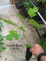 Live Plant Fig Tree &#39;Olympian&#39; Fruiting Fig Tree Ficus Carica - $31.96