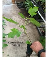 Live Plant Fig Tree &#39;Olympian&#39; Fruiting Fig Tree Ficus Carica - £25.13 GBP