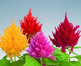 TKBONStore 50 Seeds Celosia Pampas Plume Mix Color Seeds Beautiful Flower Plant  - $8.48