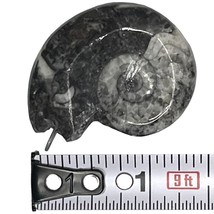Fossil Ammonite 1.25 - 1.5&quot;, 11 gram, looped for wearing on necklace, je... - £3.97 GBP