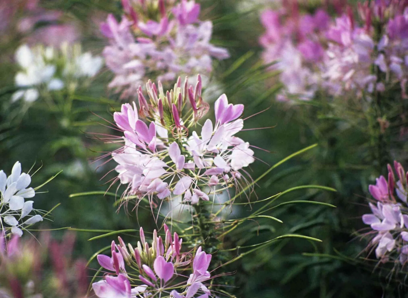 Cleome Spider Plant Flower Seeds 100 Annual Pink White Blossoms Fresh Seeds - £7.42 GBP