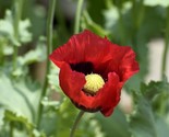 100 Red Turkish Poppy Heirloom Somniferum/Non Gmo/Us /Ts - $4.93