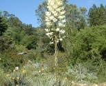 Chaparral Yucca Hesperoyucca Whiplei, Our Lord&#39;S Candle  30 Seeds  - $11.53