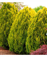 Berckmans Golden Arborvitae Shrub Bush 4-6 Inch Tall Seedling Live Plant... - $135.26 CAD