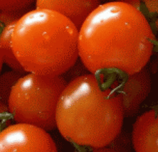 25 Fresh Seeds Heirloom Small Red Cherry Tomato - £7.47 GBP