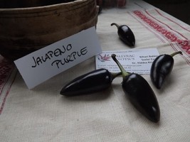 Purple Jalapeno Chili - 5+ seeds - Ch 100 - £2.38 GBP