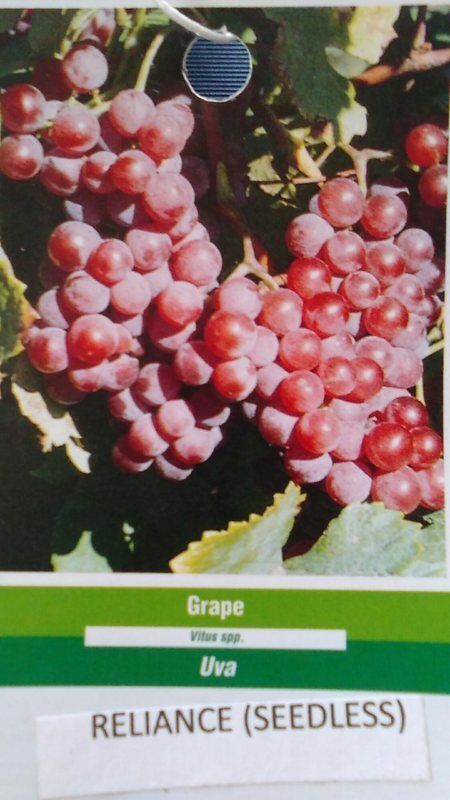 Reliance Seedless Grape 1 Gal. Vine Plants Vines Plant Grapes Vineyards ... - $33.90