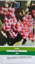 Reliance Seedless Grape 1 Gal. Vine Plants Vines Plant Grapes Vineyards Garden - $33.90