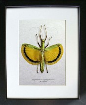 Real Yellow Stick Tagesoidea Nigrofasciata Insect Entomology Collectible Display - £63.03 GBP